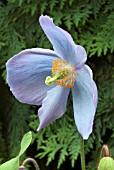 MECONOPSIS JIMMY BAYNE ,  HIMALAYAN BLUE POPPY