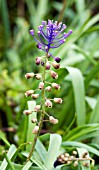 MUSCARI COMOSUM,  TASSEL HYACINTH