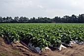 NICOTINIANA TABACUM,  TOBACCO                                                                  KYUSHU,  JAPAN