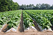 NICOTIANA TABACUM,  TOBACCO