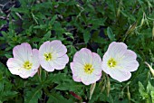 OENOTHERA SPECIOSA,  EVENING PRIMROSE