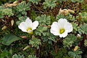 OXALIS ENNEAPHYLLA,  SCURVY GRASS