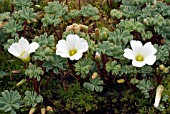 OXALIS ENNEAPHYLLA,  SCURVY GRASS