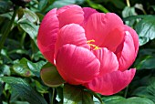 PAEONIA ROSE GARLAND