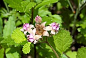 RUBUS PARVIFOLIUS,  SALMON BERRY,  THIMBLE BERRY