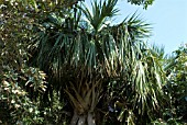 SABAL PALMETTO,  CABBAGE,  COMMON BLUE PALMETTO