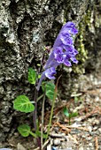 SCUTELLARIA INDICA VAR PARVIFOLIA,  SKULL CAP,  HELMET FLOWER