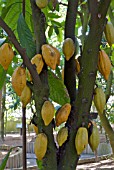 THEOBROMA CACAO,  COCOATROPICAL FRUIT GARDEN,  YAKUSHIMA,  JAPAN