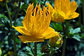 TROLLIUS CHINENSIS GOLDEN QUEEN,  GLOBE FLOWER