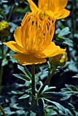 TROLLIUS CHINENSIS GOLDEN QUEEN ,  GLOBE FLOWER