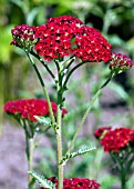 ACHILLEA FAUST,  MILFOIL,  YARROW