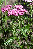 ACHILLEA MILLEFOLIUM CERISE QUEEN,  MILFOIL,  YARROW