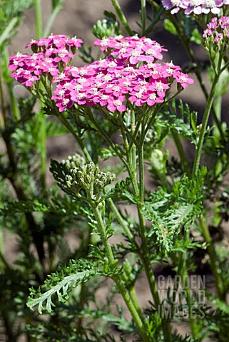 ACHILLEA_MILLEFOLIUM_CERISE_QUEEN__MILFOIL__YARROW