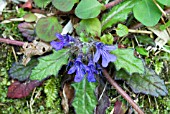 AJUGA DECUMBENS, (BUGWEED), (KAGOSHIMA, JAPAN)