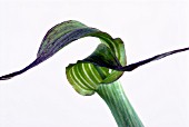 ARISAEMA CILIATUM WITH DOUBLE SPATHE LIMB,  COBRA LILY