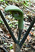 ARISAEMA RINGENS,  GREEN SPATHE FORMKYUSHU,  JAPAN