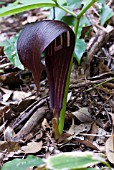 ARISAEMA SAZENSOO