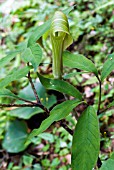 ARISAEMA SERRATUM,  COBRA LILY,  GREEN FORMSUZUYAMA,  KYUSHU,  JAPAN