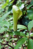 ARISAEMA SERRATUM,  COBRA LILY,  GREEN FORMSUZUYAMA ,  KYUSHU,  JAPAN