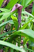 ARISAEMA SERRATUM,  COBRA LILY. PURPLE FORM