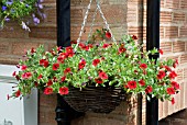 CALIBRACHOA HYBRID SUPER BELLS RED DEVIL