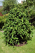 CORYLUS AVELLANA CONTORTA,  CORKSCREW HAZEL