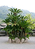 CYCAS REVOLUTA,  JAPANESE SAGO PALMSENGANEN GARDEN,  KAGOSHIMA,  JAPAN