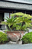 CYCAS REVOLUTA,  JAPANESE SAGO PALM IN POTSENGANEN GARDEN,  KAGOSHIMA,  JAPAN