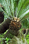 CYCAS REVOLUTA,  JAPANESE SAGO PALM