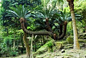 CYCAS REVOLUTA,  JAPANESE SAGO PALMSENGANEN GARDEN,  KAGOSHIMA,  JAPAN