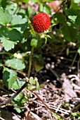 DUCHESNEA CHRYSANTHA,  INEDIBLE MOCKSTRAWBERRYSUZUYAMA,  JAPAN,  SPRING