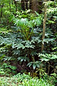 FATSIA JAPONICA,  JAPANESE ARALIA,  JAPANESE FATSIAGROWING IN THE WILD,  SUZUYAMA,  JAPAN