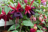 FUCHSIA GARY RHODES