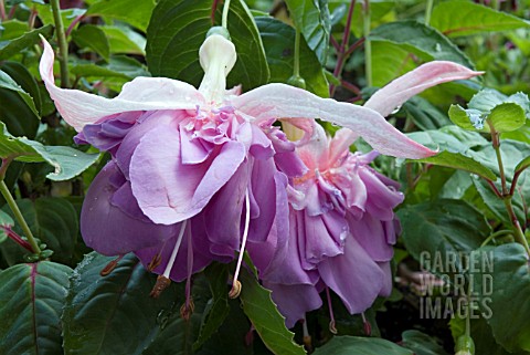 FUCHSIA_SOUTHERN_BELLE_QUASAR