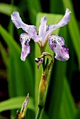 IRIS MILESII