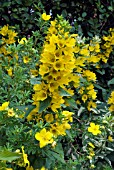 LYSIMACHIA PUNCTATA,  LOOSESTRIFE