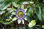 PASSIFLORA CAERULEA,  BLUE PASSION FLOWER