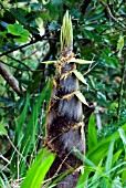 PHYLLOSTACHYS PUBESCENS,  BAMBOO