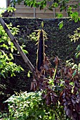 PHYLLOSTACHYS PUBESCENS,  BAMBOOKAGOSHIMA,  JAPAN