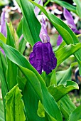 ROSCOEA PURPUREA,  HARDY GINGER