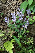 SCUTELLARIA INDICA VAR. PARVIFLORA