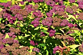 SPIRAEA JAPONICA GOLDFLAME