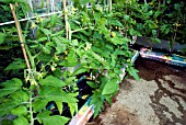 TOMATO PLANTS, AUTOMATIC IRRIGATION IN GREENHOUSE