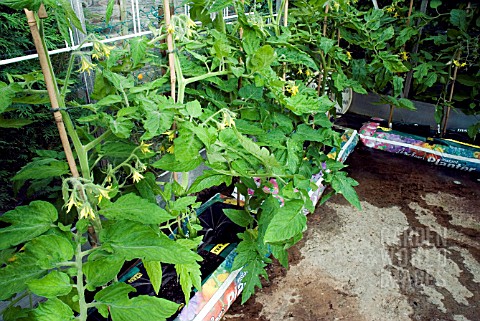 TOMATO_PLANTS_AUTOMATIC_IRRIGATION_IN_GREENHOUSE