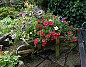 WHEELBARROW PLANTER,  JULY