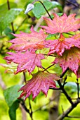 ACER SHIRASAWANUM,  MAPLE