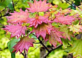 ACER SHIRASAWANUM,  MAPLE