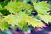 ACER SHIRASAWANUM,  MAPLE