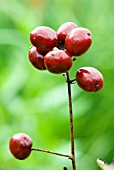 ACTAEA RUBRA,  RED BANEBERRY