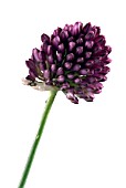 ALLIUM SPHAEROCEPHALON,  ROUND HEADED LEEK,  DRUMSTICK ALLIUM